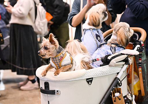 ���������꡼ No.050�Υ���ͥ������ / �������ˤθ�ǭ���å���SQEX PETs�פ�9��ȯ����ꡪ�����⤷�����˥�󥢥��ƥि������Ρȥ��󥿡��ڥå�2025��