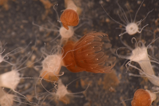 画像ギャラリー No.010のサムネイル画像 / 「たまごっち」と新江ノ島水族館のコラボイベントが3月14日から開催。特別展示やグッズの販売などを実施
