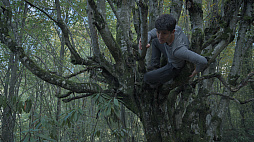 言葉なき森 Wordless Forest