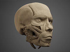 人間の顔や頭部の作画に特化した3Dリファレンスツール「HAELE 3D - Portrait Studio Pro」，本日配信開始。豊富なプリセットに加え，表情編集や照明調整などにも対応
