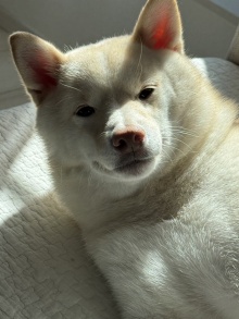 ꡼ No.005Υͥ / ˿ǥΤΥҥҥ硼 859Ƥޤ