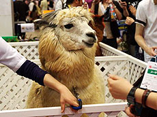 画像ギャラリー No.194のサムネイル画像 / 4Gamerの1年間を振り返る「Annual 4Gamer 2012」──今年4Gamerに掲載された2万2000本以上の記事の頂点に立っちゃうのは……？