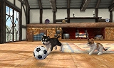 nintendogs + cats ե֥  Newե