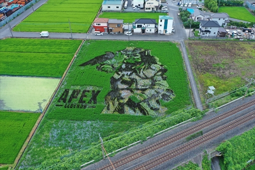画像集#002のサムネイル/「Apex Legends」田んぼアートお披露目会レポート。色とりどりの稲で描かれた巨大ブラハが出現！