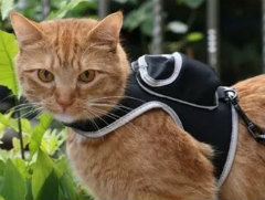 「Stray」のリアル猫用品が登場。透明窓付きバックパック＆安全ばっちりレプリカハーネスが予約受付中