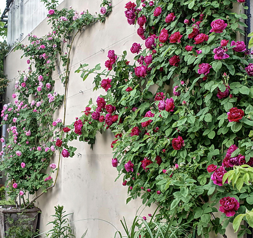 画像集 No.092のサムネイル画像 / 「“薔薇”と“椿”」がおビンタのお花ですって？　お上品な花々の由緒正しきを知るべく，オザキフラワーパークにやってきましたわ
