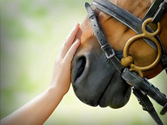 「Winning Post 10」，馬と人との信頼度が重要となる“ウマーソナリティ”，さまざまな効果を発揮する“史実調教”の詳細を公開