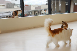画像ギャラリー No.013のサムネイル画像 / 「リトルキティ・ビッグシティ〜まいごの子猫の街さんぽ〜」，Switch向けパッケージ版を発売。飼い主とはぐれた黒猫が，街を気ままに探索する