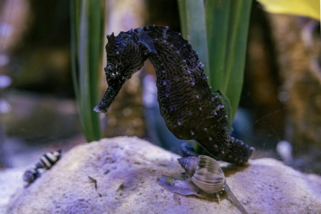 画像ギャラリー No.026のサムネイル画像 / 海洋SLG「Life Below」に登場してほしい海の生きものは？　日本近海の5種を対象に読者アンケートを行います