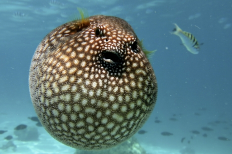 画像ギャラリー No.028のサムネイル画像 / 海洋SLG「Life Below」に登場してほしい海の生きものは？　日本近海の5種を対象に読者アンケートを行います