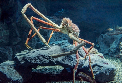 画像ギャラリー No.002のサムネイル画像 / 新作海洋SLG「Life Below」の海を泳ぐ日本近海の生きものを決めよう。読者アンケートの投票受付は本日2026年4月27日23：59まで