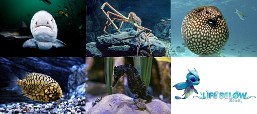 画像ギャラリー No.009のサムネイル画像 / 新作海洋SLG「Life Below」の海を泳ぐ日本近海の生きものを決めよう。読者アンケートの投票受付は本日2026年4月27日23：59まで