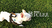 画像ギャラリー No.008のサムネイル画像 / 犬を探すインタラクティブADV「Finding Polka」,8月12日に発売。新トレイラーを公開